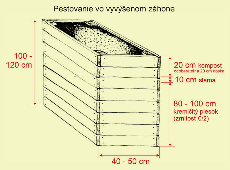 pestovanie Svetelného koreňa v debni