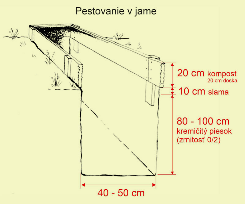 pestovanie jama svetelny koren 01