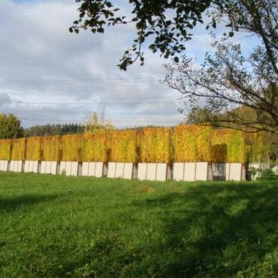 Svetelny Koren Svet 96