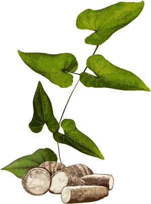 dioscorea svetelny koren